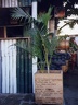 Equateur (15469 visites) L'utilisation des caisses Alcatel en pots de fleurs ! Equateur